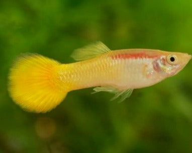 Yellow Tail Male Guppy