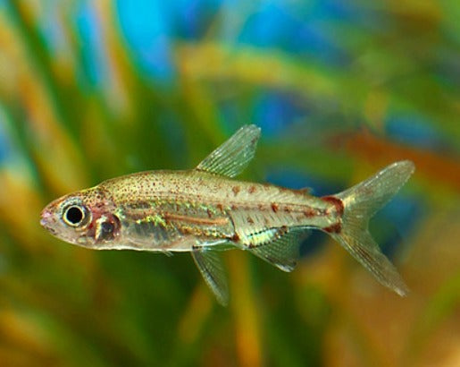 Adonis Tetra – THE EVOLVED FISH