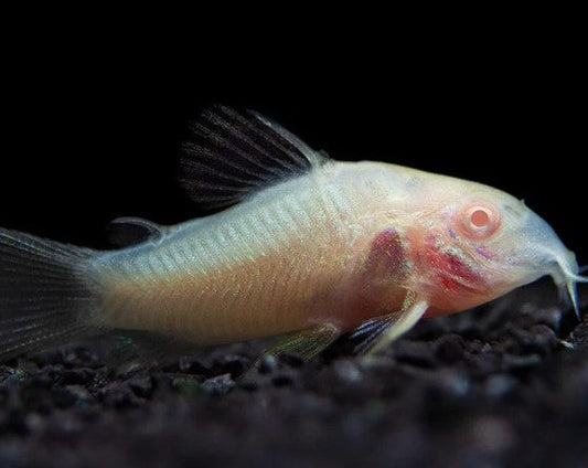 Albino Cory