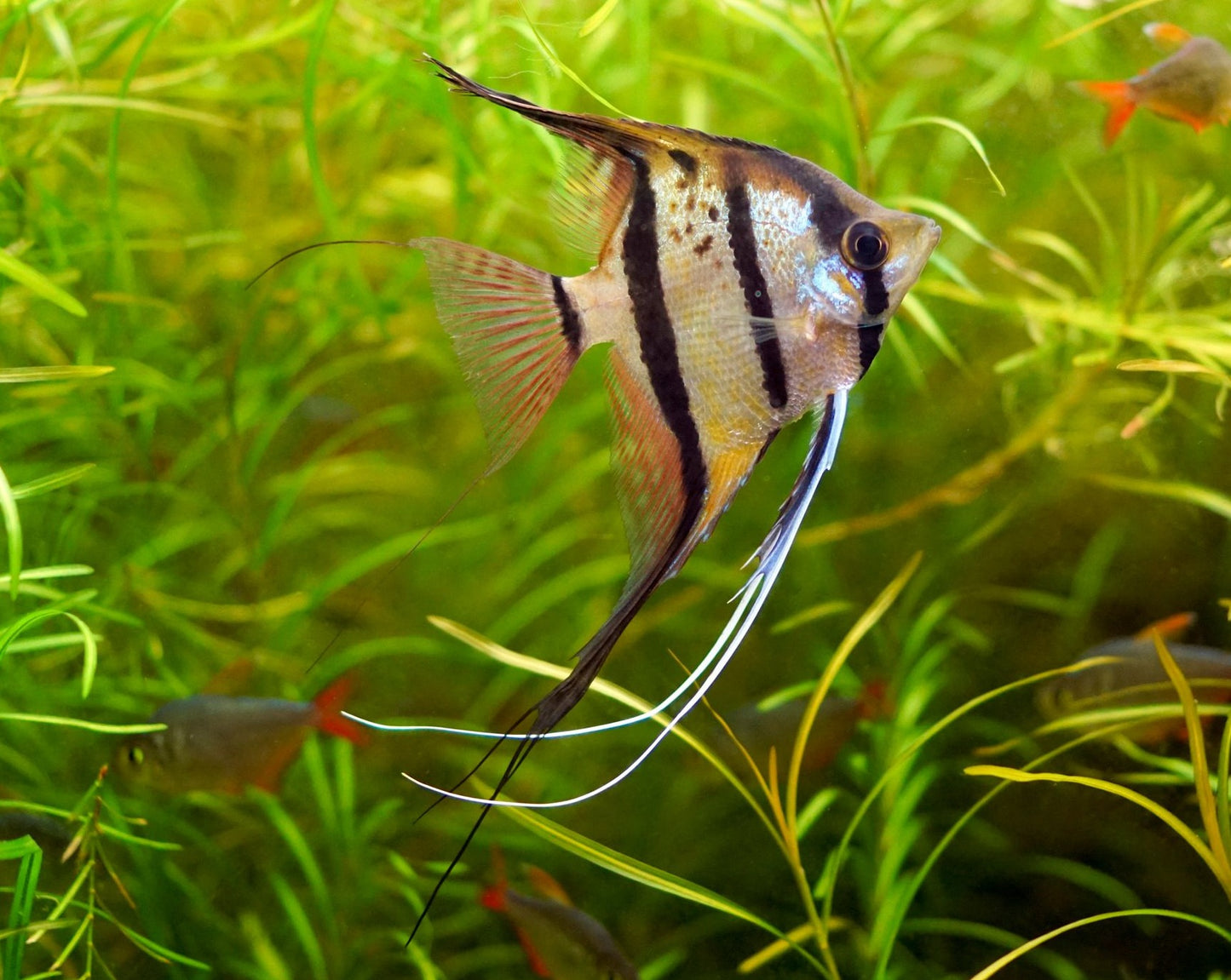 Pterophyllum Scalare "Angelfish"