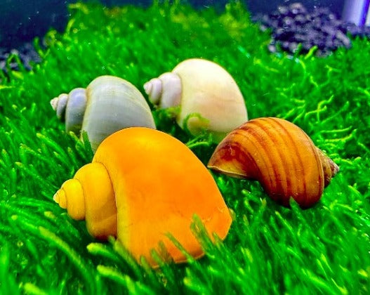 Assorted Mystery Snails