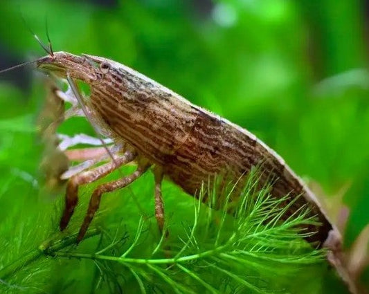 Bamboo Shrimp