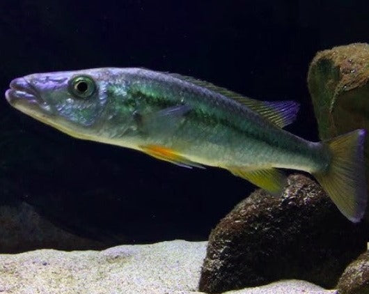 Rhamphochromis Macrophthalmus "Malawi Barracuda"