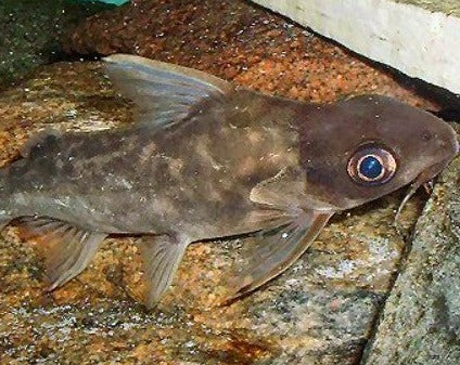 Synodontis - Big Eye Catfish