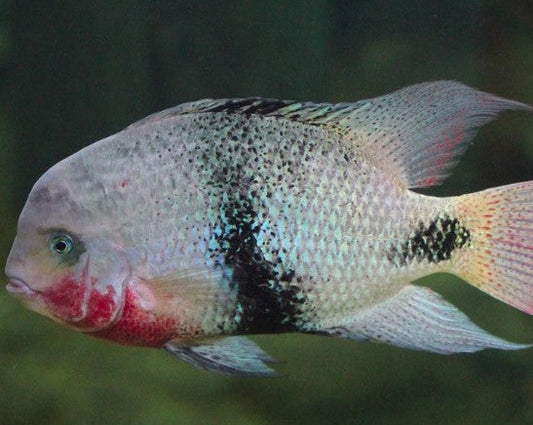 Vieja Maculicauda "Black Belt Cichlid"