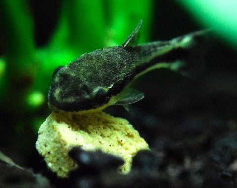 Otocinclus - Black Catfish