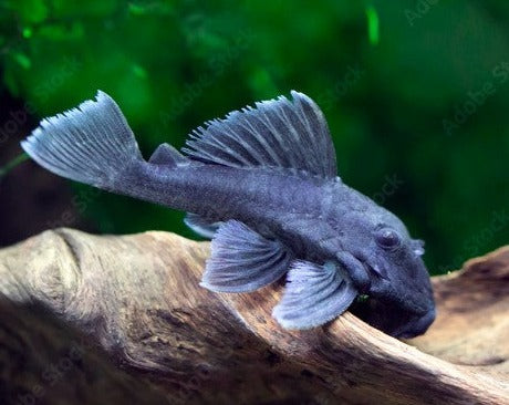 Baryancistrus Beggini "Blue Panaque" L239