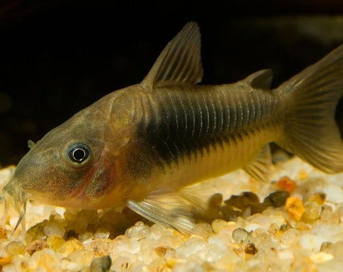 Bronze Cory