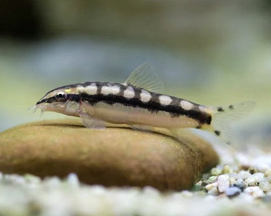 Dwarf Chain Loach