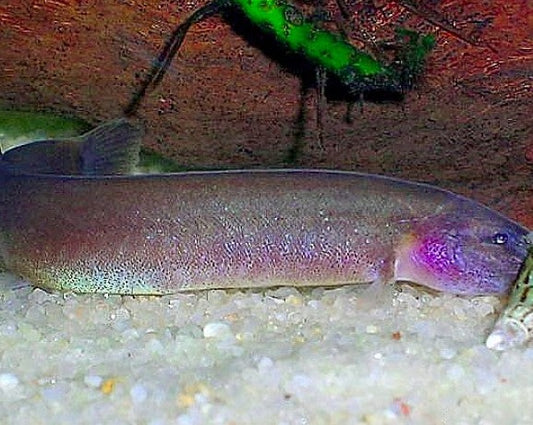Kuhli Loach - Cinnamon