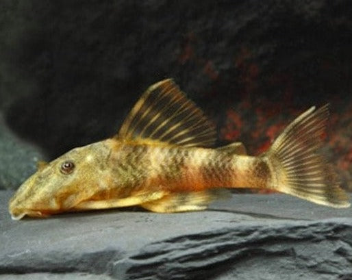 Clown Pleco