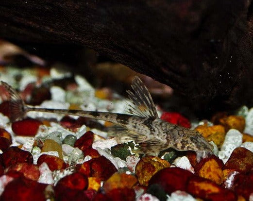 Whiptail Catfish