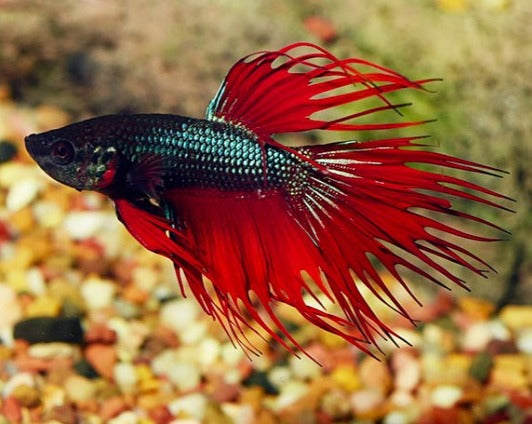 Crowntail Male Betta