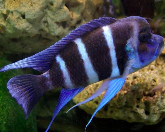 Cyphotilapia Frontosa "Six Stripe"