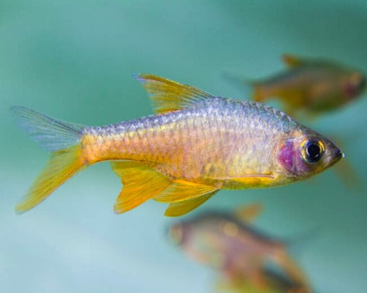 Dwarf Fire Rasboras