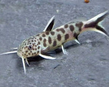 Synodontis Lucipinnis "Dwarf Petricola"