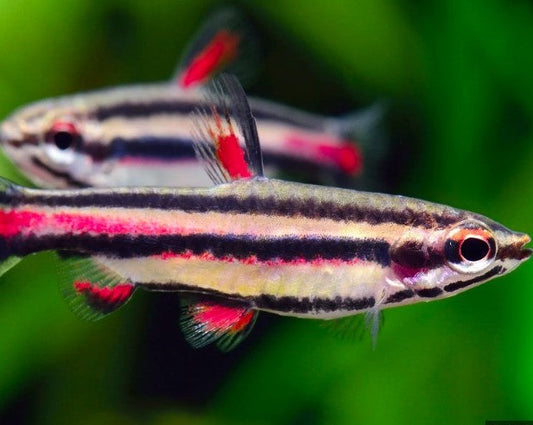 Dwarf Pencilfish