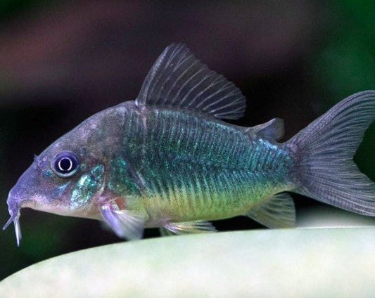 Emerald Green Corydora