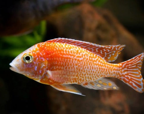 Fire Fish – THE EVOLVED FISH