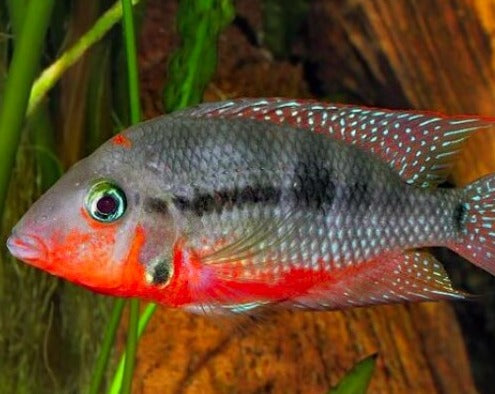 Thorichthys Meeki "Firemouth Cichlid"