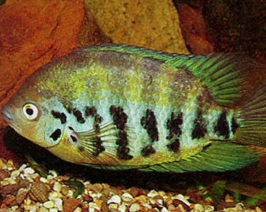 Archocentrus Centrarchus "Flier Cichlid"