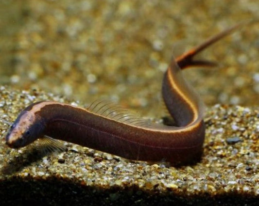 Fork Tail Loach