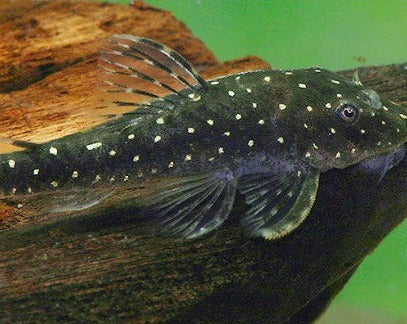 Otocinclus - Galaxy Catfish