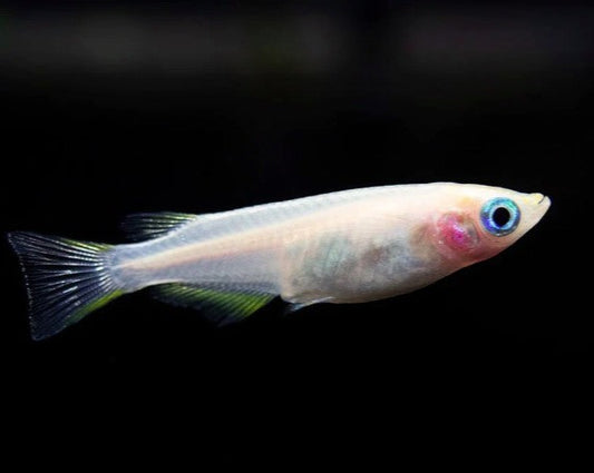 Galaxy Ricefish