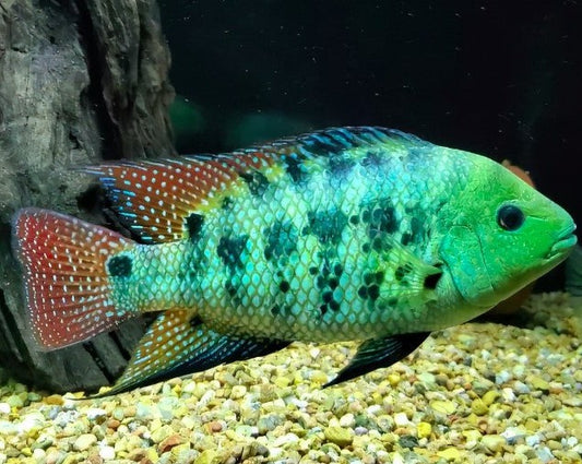 Mesoheros Gephyrus Cichlid