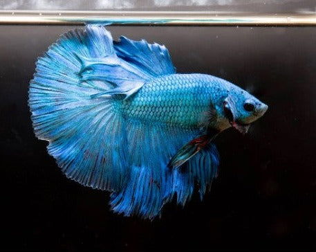 Giant Halfmoon Male Betta