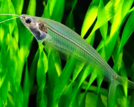 Glass Catfish - Asian