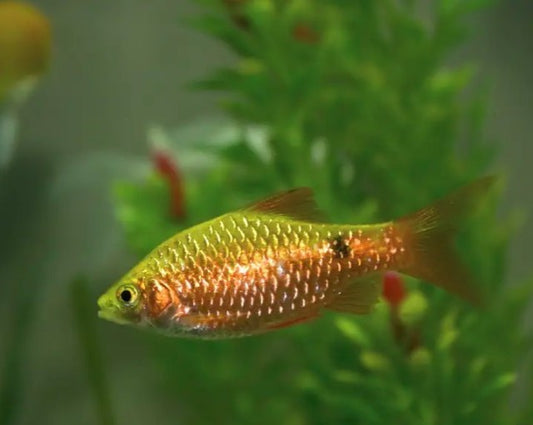 Golden Belly Barb