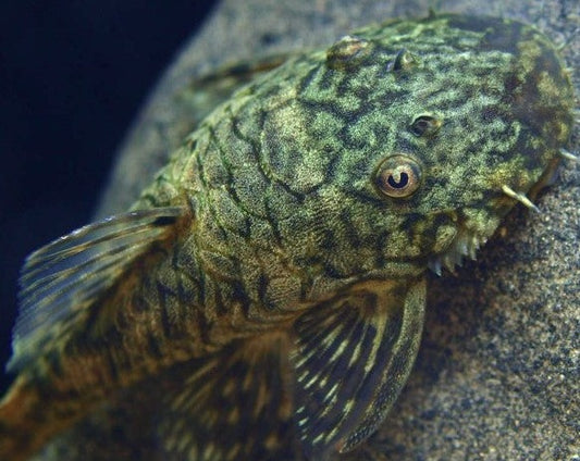 Bushynose Pleco - Gold Marble