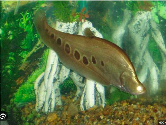 Gold Spotted Knifefish