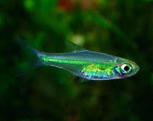 Neon Green Rasbora