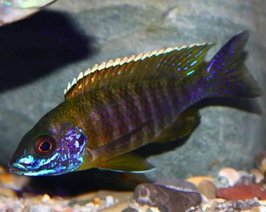 Aulonocara Saulosi "Green Face"