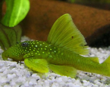 Green Phantom Pleco L200
