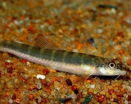 Half Banded Loach