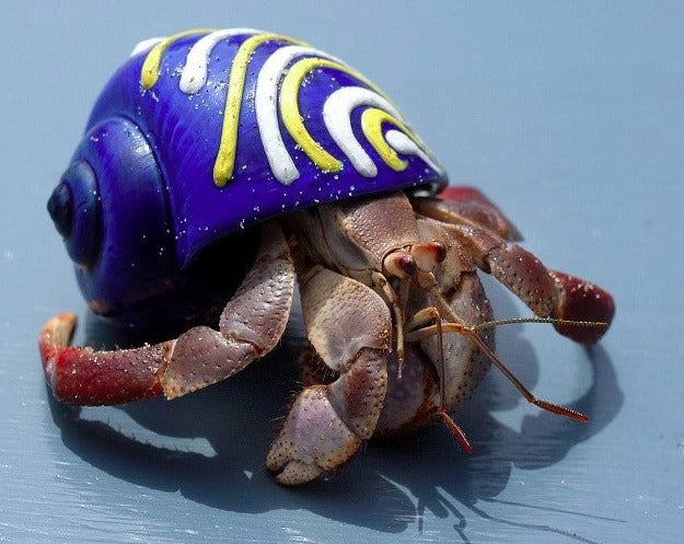 Hermit Crab with Designer Shell