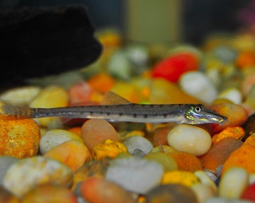 Horseface Loach - Dwarf