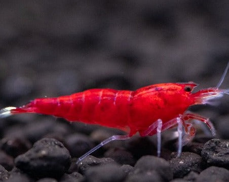 Extreme Red King Kong Shrimp