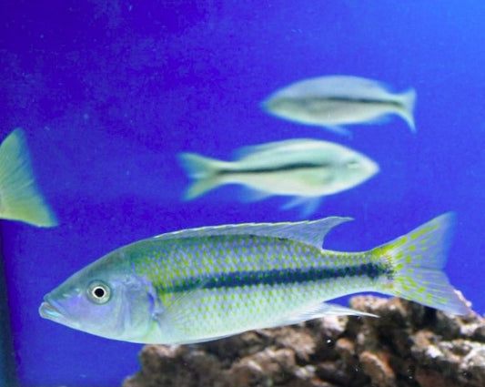 Dimidiochromis kiwinge