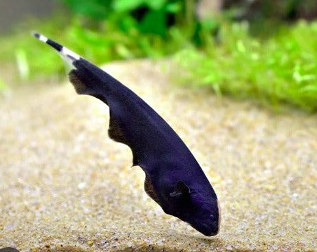 Ghosh Fish Black Ghost Knifefish – THE EVOLVED FISH