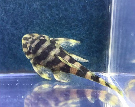 Butterfly Pleco L052