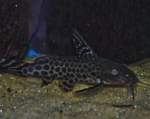 Synodontis - Leopard Catfish