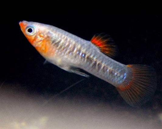 Tiburon Limia