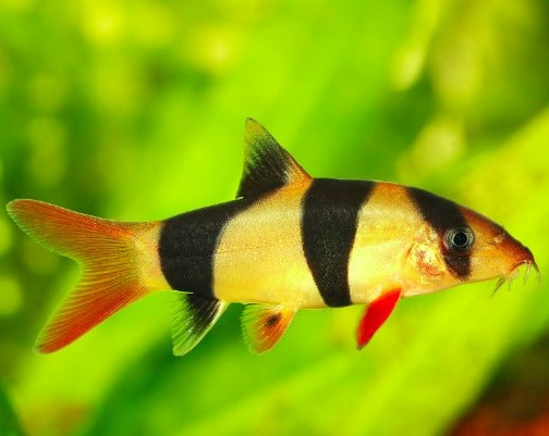 Clown Loach