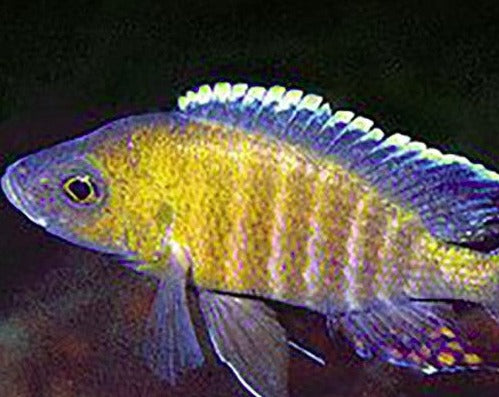 Aulonocara Sp. "Trematocranus Masinje"