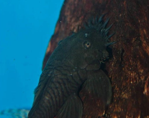 Medusa Pleco - L034