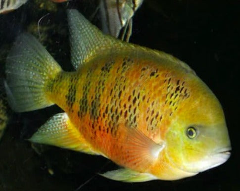 Herichthy Bocourti "Golden Mojarra"